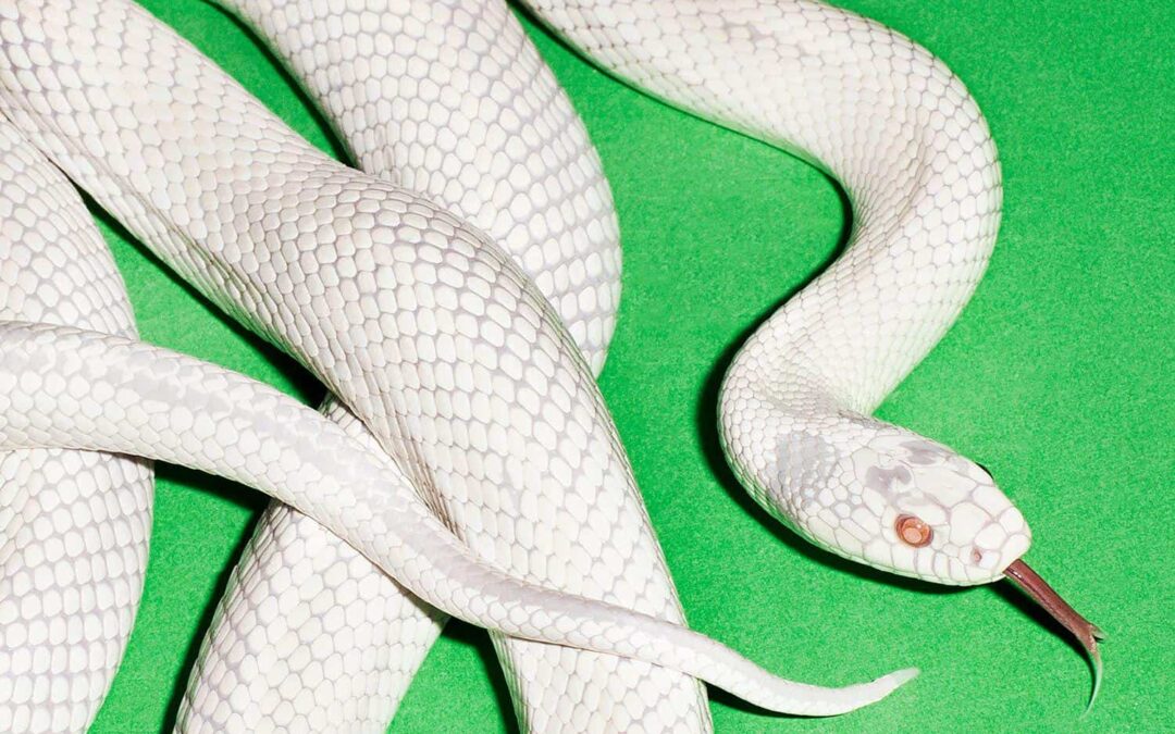 „Állandóan a Deftones új albumára gondolok” – meghallgattuk a DEFTONES legújabb lemezét, a private music-ot